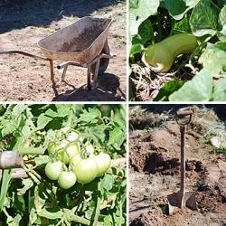 The vegetable garden fulfils many roles